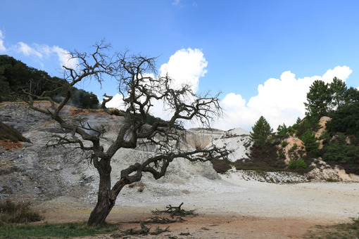 Dead oak tree in geothermal field in the town of Monterotondo. Geothermal energy in Tuscany on the metalliferous hills near Larderello. - LEphotoart.com