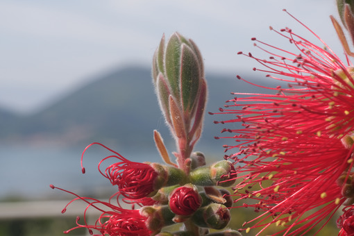 Macro Photo of Callistemon flowers in a garden overlooking the Ligurian sea. Spikes of red flowers in spring with the background of the sea. - LEphotoart.com