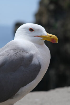 Young seagull photographed in the town of Riomaggiore in the Cinque Terre. Background with typical houses. - LEphotoart.com